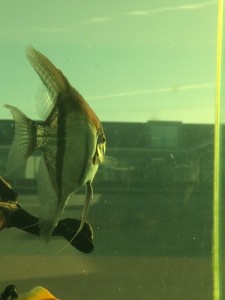 The New Angel Fish